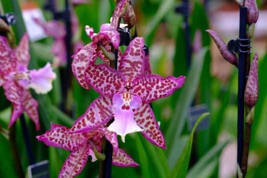 Dyrking av Odontoglossum og beslektede