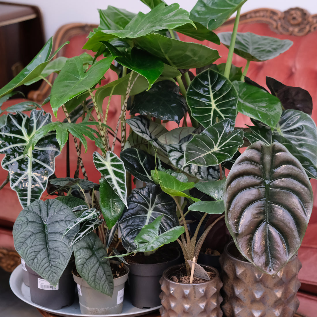 Stell av Alocasia