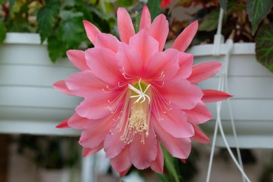 Dyrking av Epiphyllum (Bladkaktus) og andre epifytiske kaktus