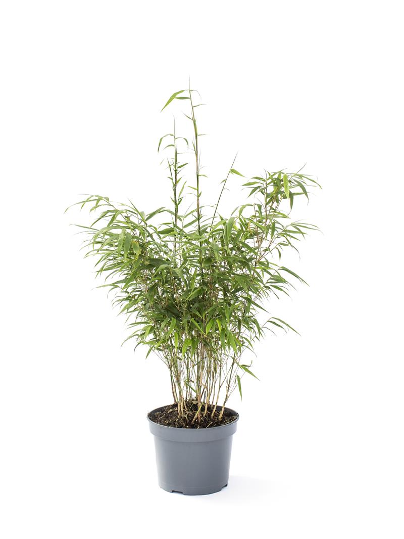 Bilde av FARGESIA MURIELAE 'RUFA'-Spanne Plantesalg