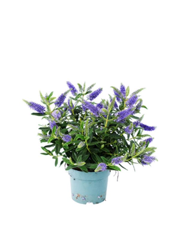 Bilde av HEBE-Spanne Plantesalg
