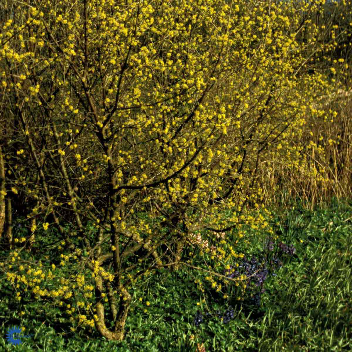 Bilde av Cornus mas-Spanne Plantesalg
