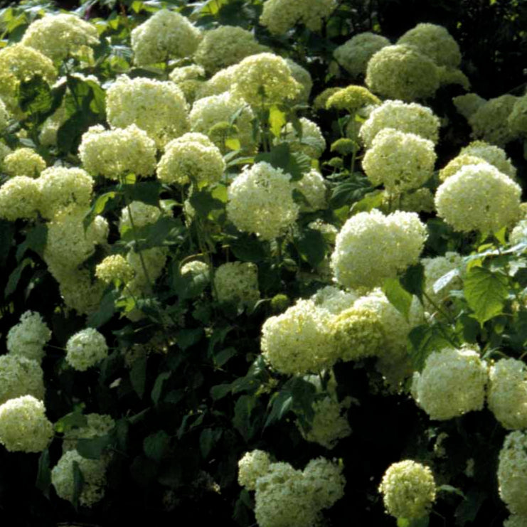 Bilde av HYDRANGEA ARB. GOLDEN ANNABELLE-Spanne Plantesalg