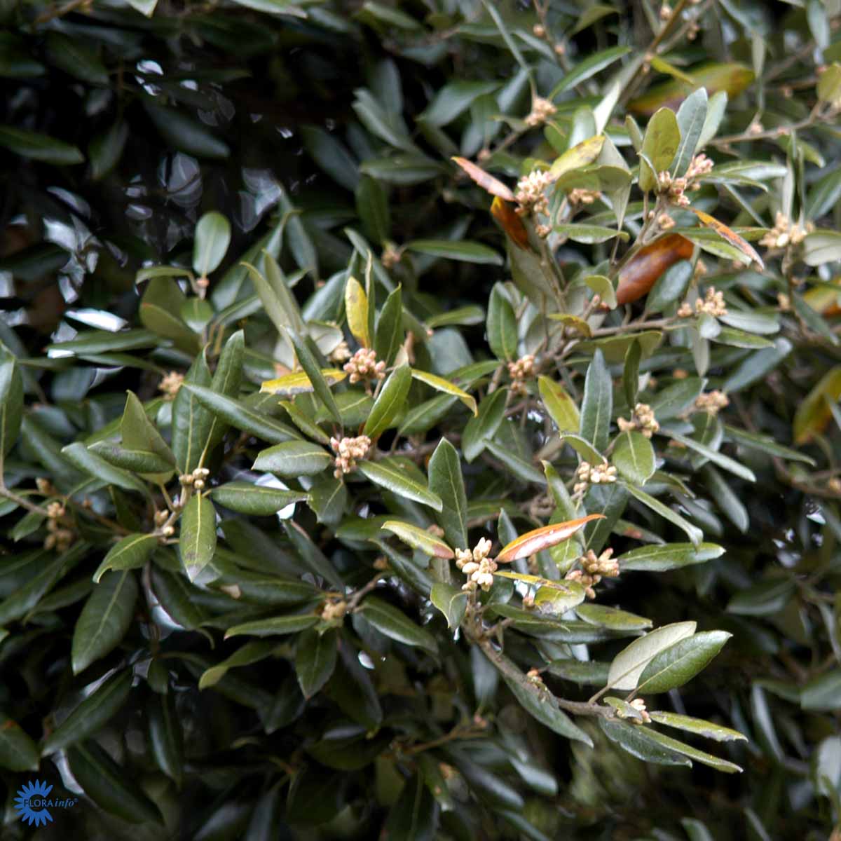 Bilde av Quercus Ilex-Spanne Plantesalg