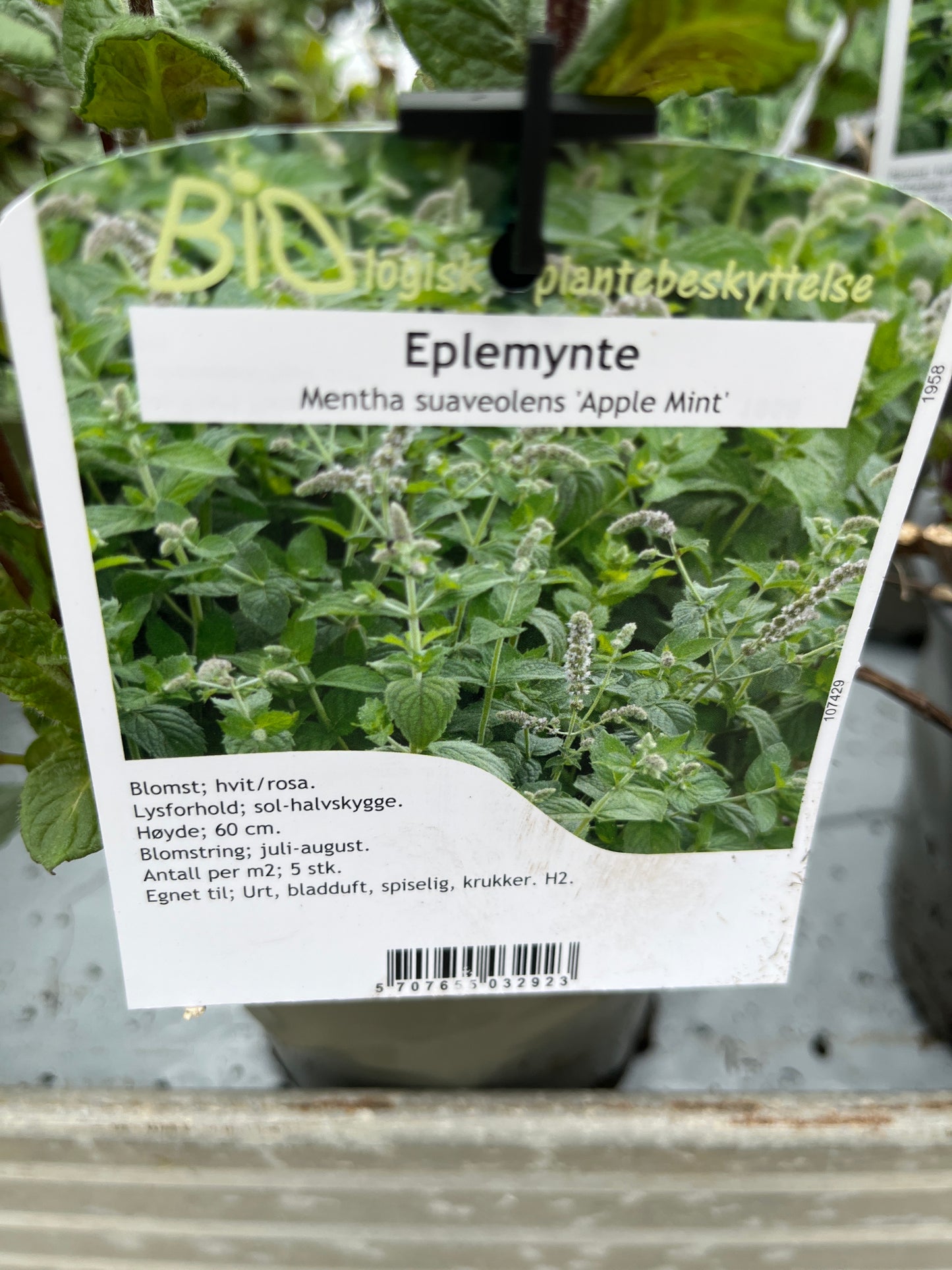 Bilde av EPLEMYNTE-Spanne Plantesalg