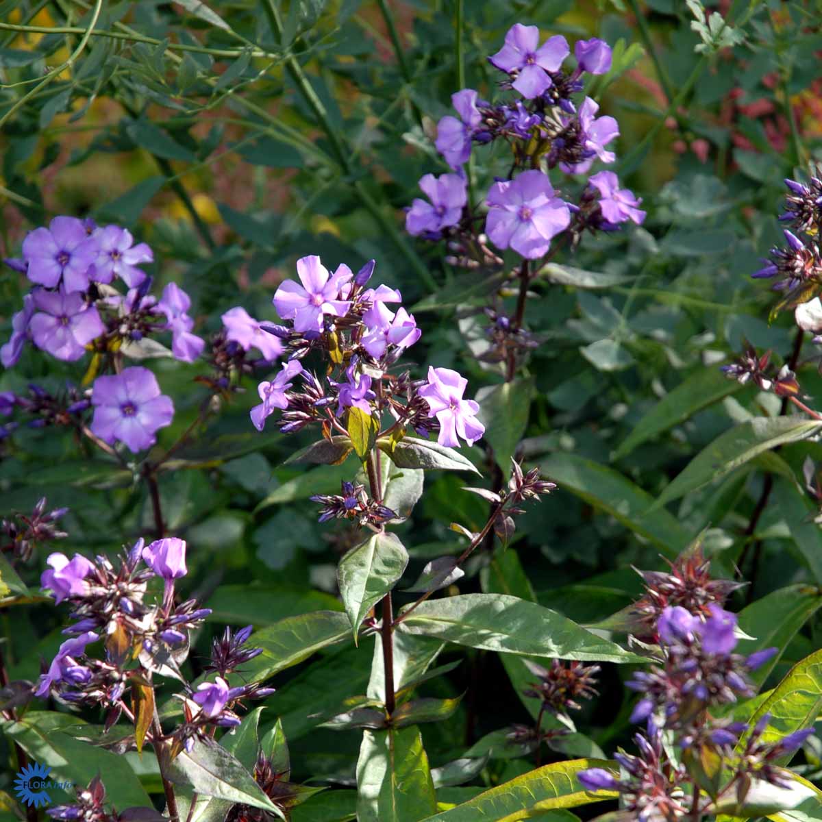 Bilde av Phlox (P) 'Blue Paradise'-Spanne Plantesalg