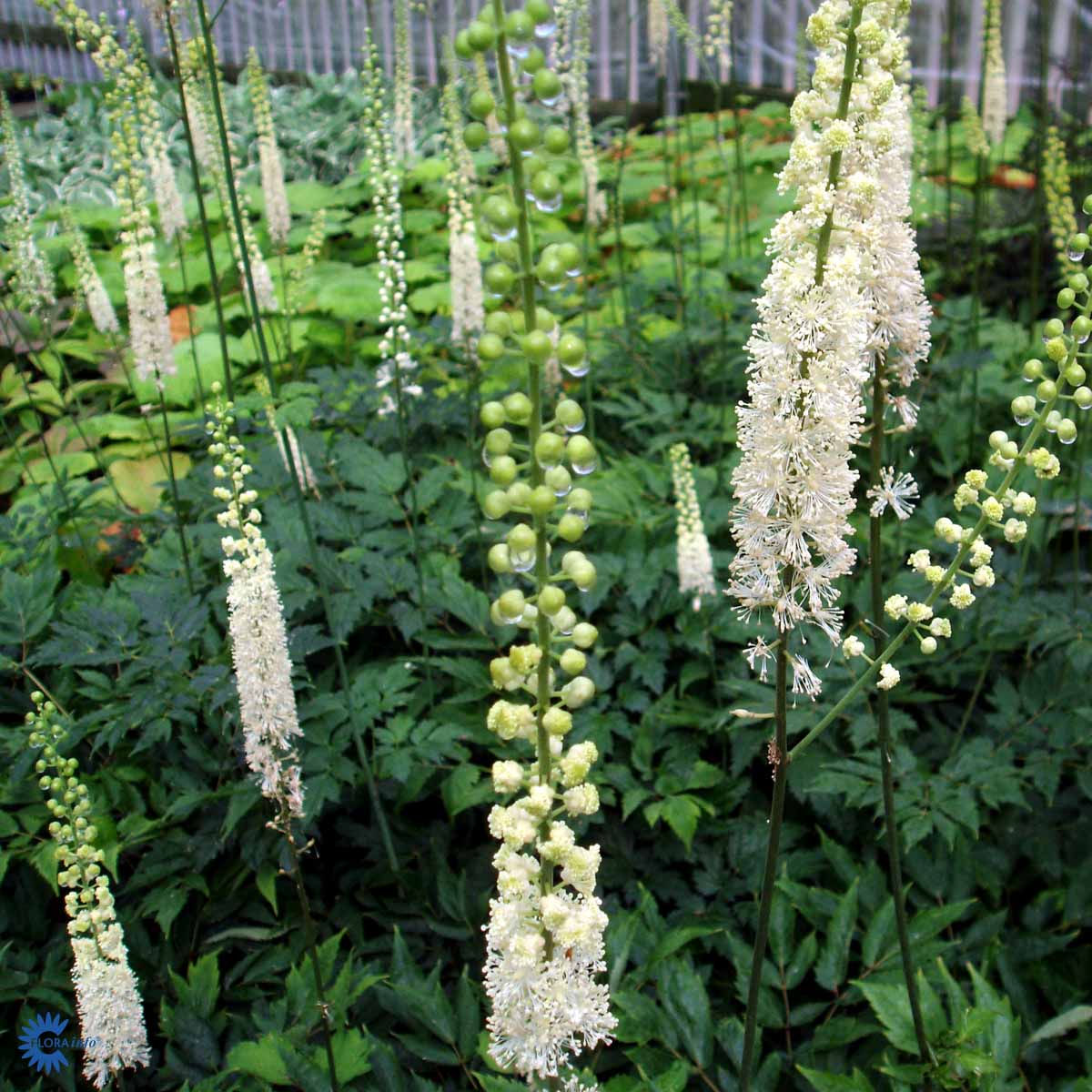Bilde av Cimicifuga ramosa-Spanne Plantesalg