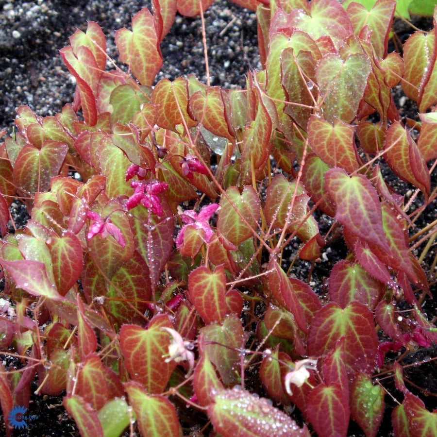 Bilde av Epimedium rubrum 'Galadriel'-Spanne Plantesalg
