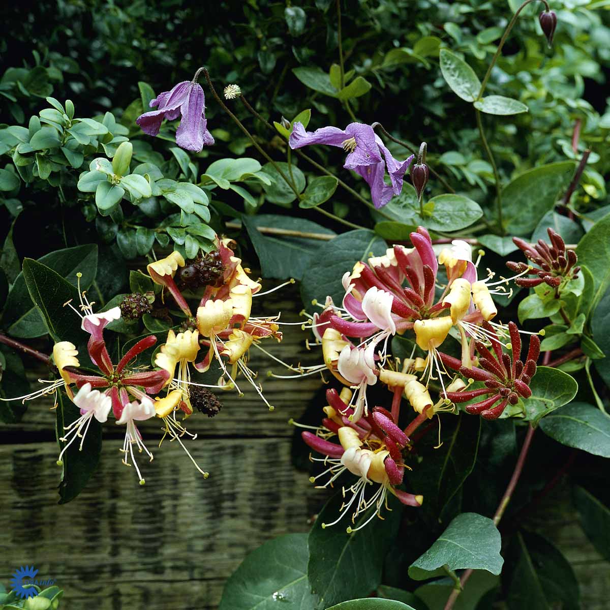 Bilde av Lonicera per. Serotina-Spanne Plantesalg