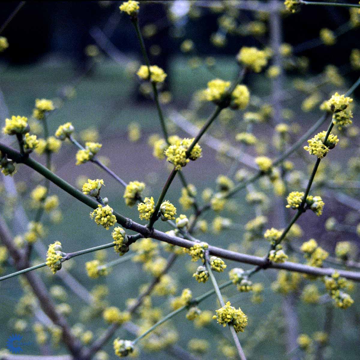 Bilde av Cornus mas-Spanne Plantesalg