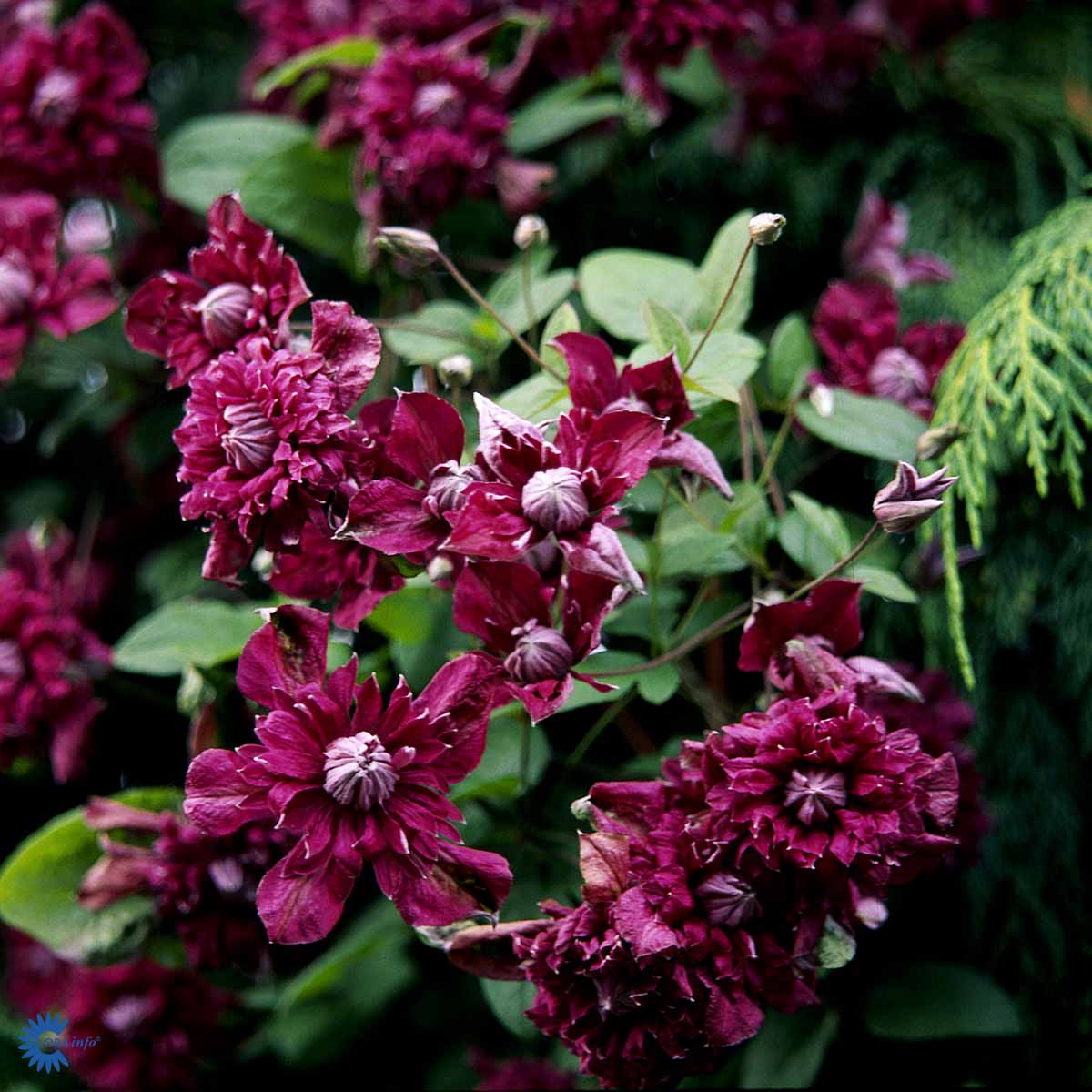 Bilde av Clematis vit. pur. Plena Elegans-Spanne Plantesalg