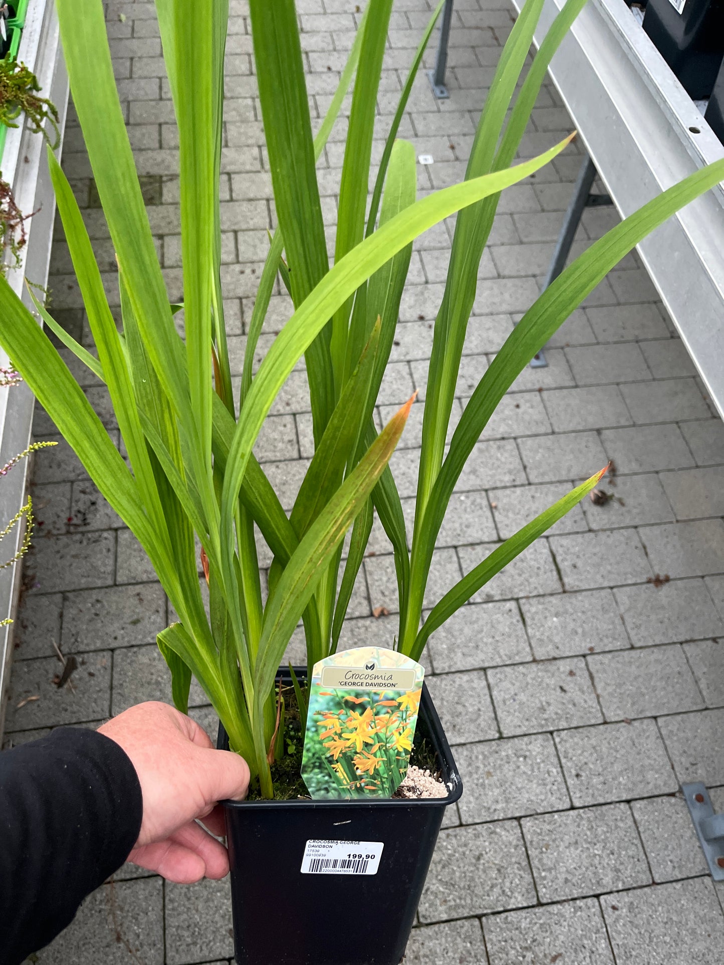 Bilde av Crocosmia x crocosmiiflora 'George Davidson'-Spanne Plantesalg