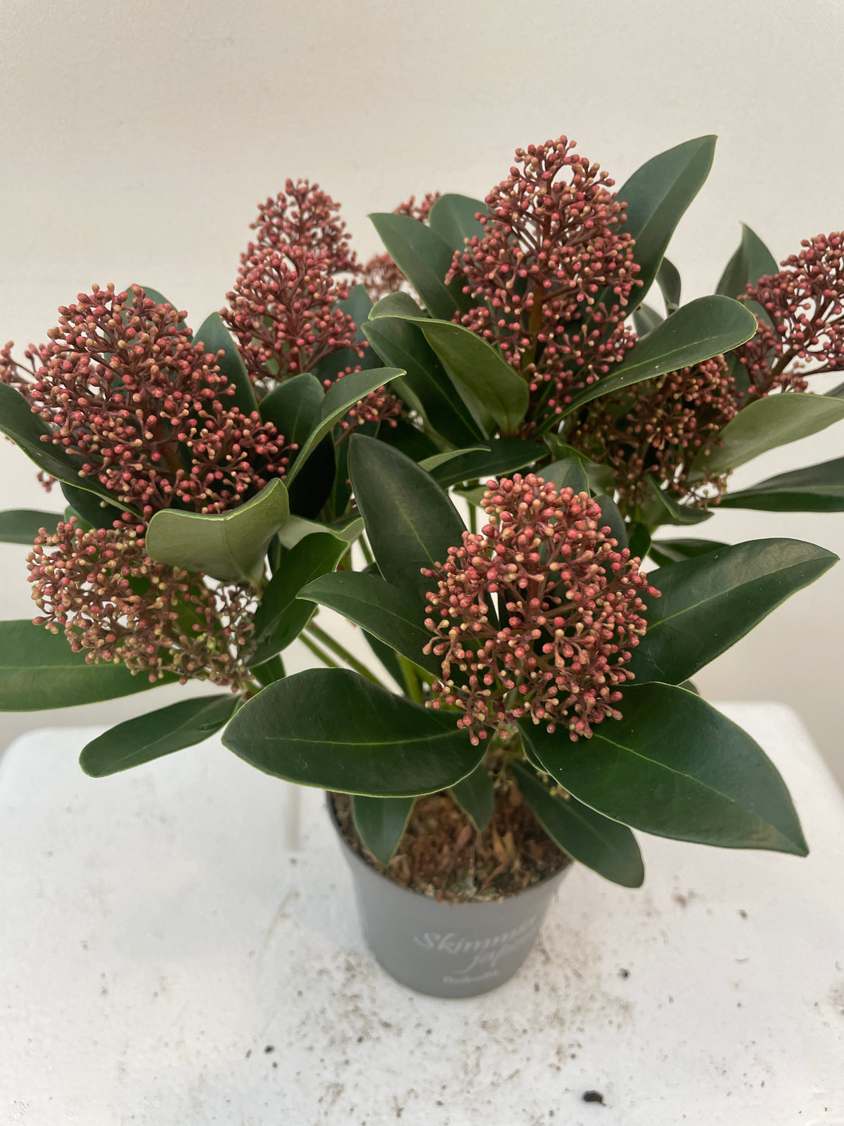 Skimmia jap. Rubella