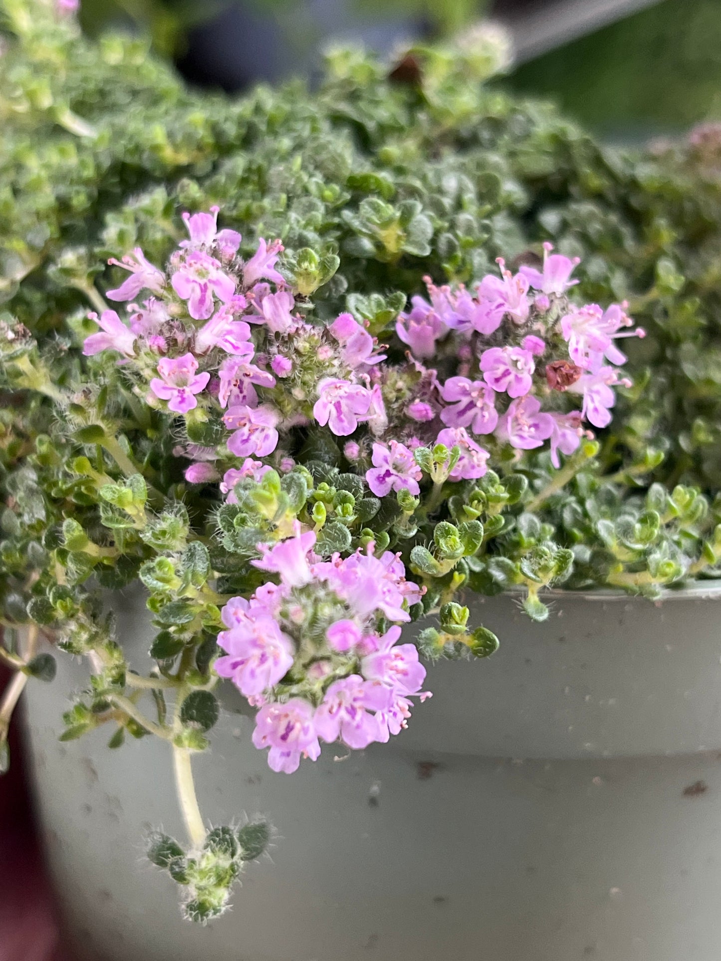 Bilde av Thymus praecox 'Minor'-Spanne Plantesalg