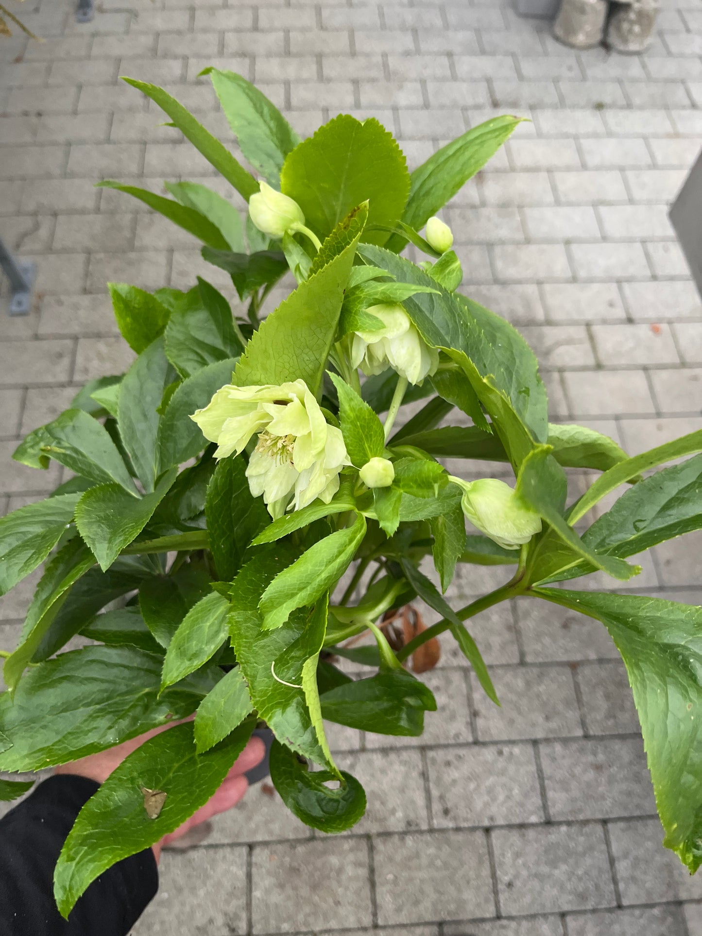 Bilde av Helleborus or. Double Ellen White-Spanne Plantesalg