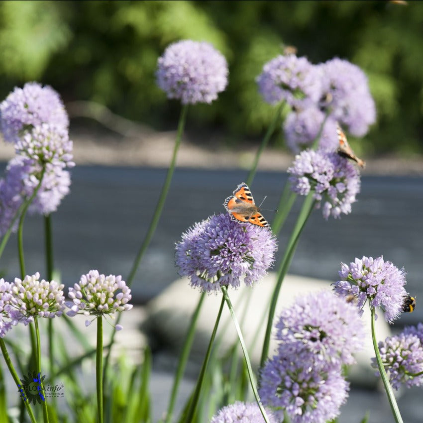 Bilde av Allium 'Millenium'-Spanne Plantesalg