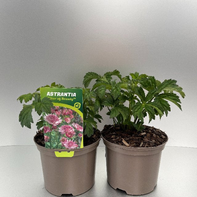 Bilde av Astrantia Major Star Of Beauty-Spanne Plantesalg
