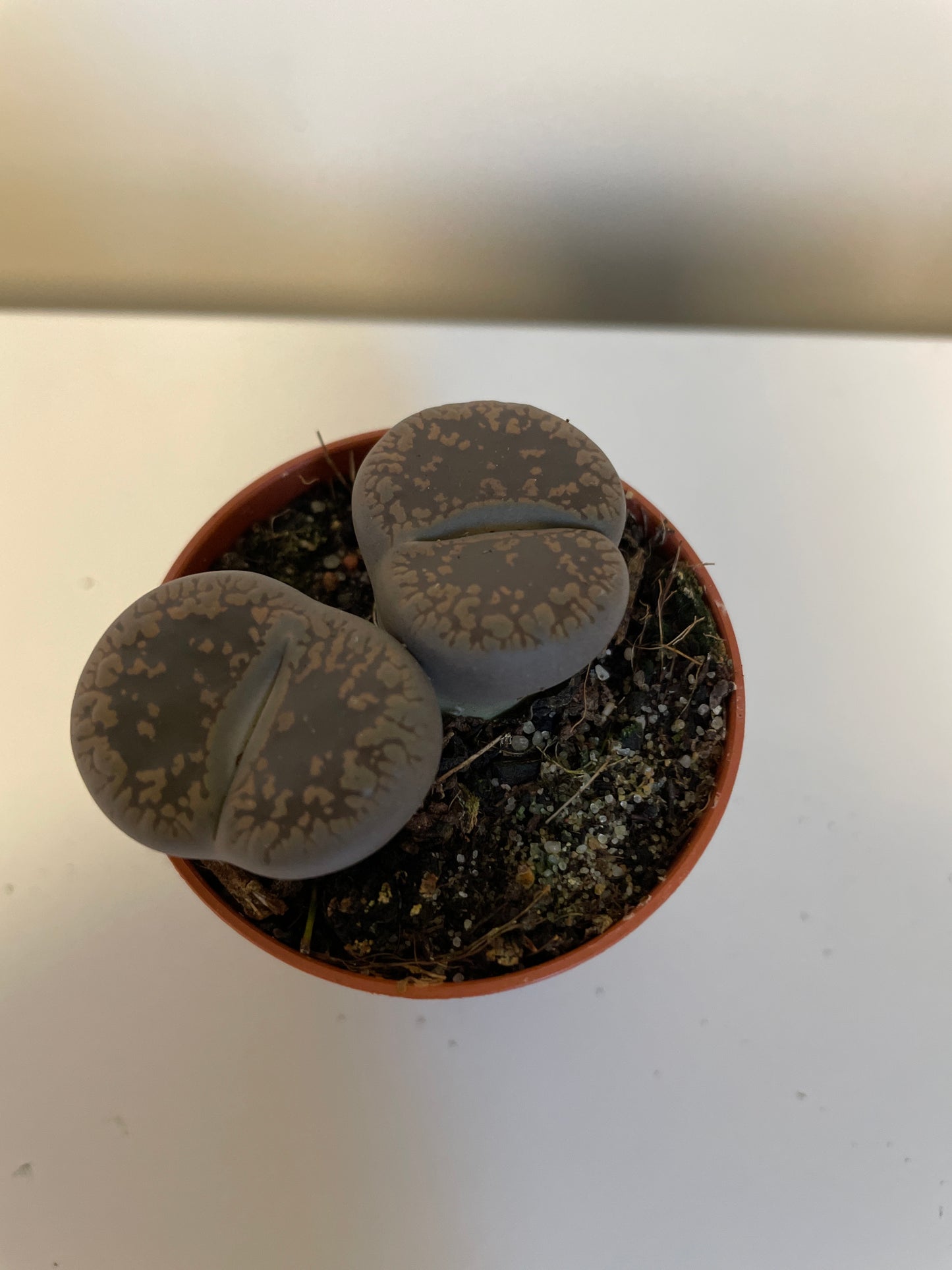 Lithops