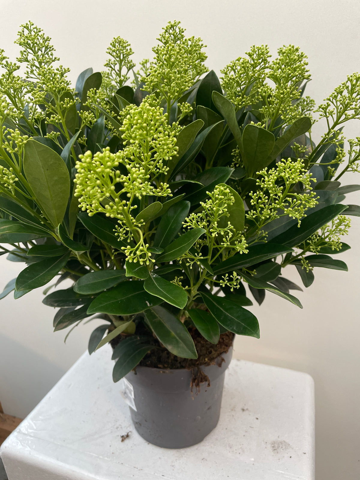 Bilde av Skimmia jap. Finchy-Spanne Plantesalg
