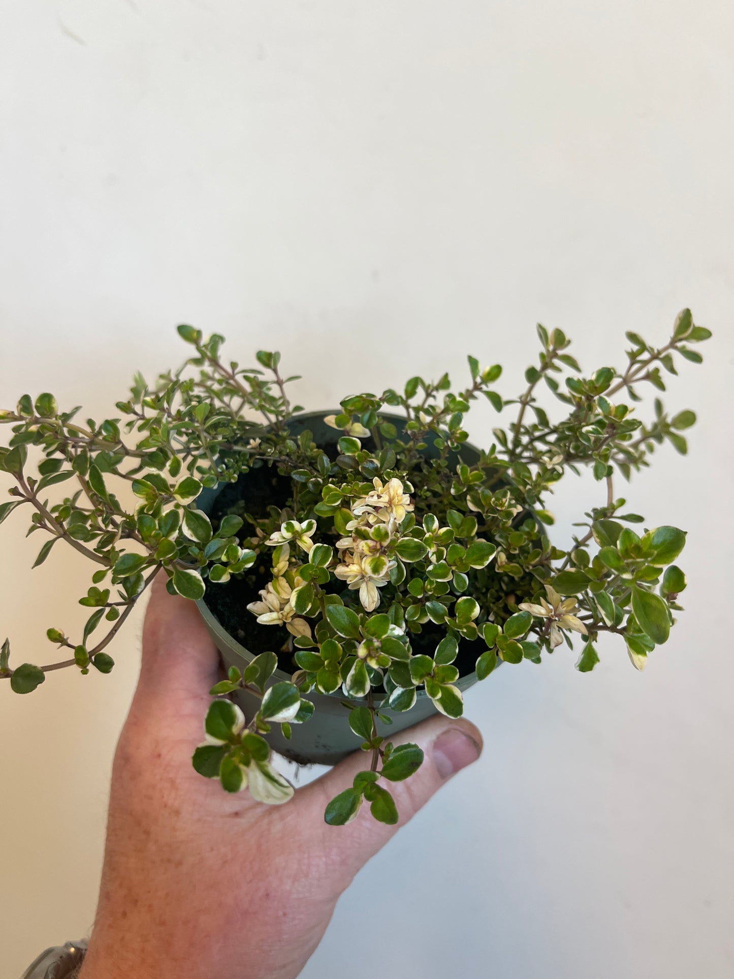 Bilde av Thymus puleg. 'Foxley'-Spanne Plantesalg