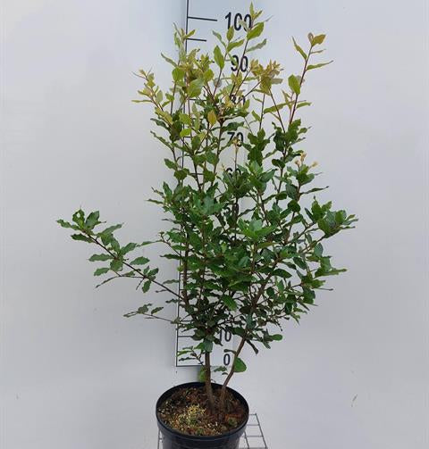 Bilde av Quercus Ilex-Spanne Plantesalg