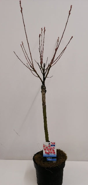 Bilde av Salix Gracilistyla Mount Aso-Spanne Plantesalg