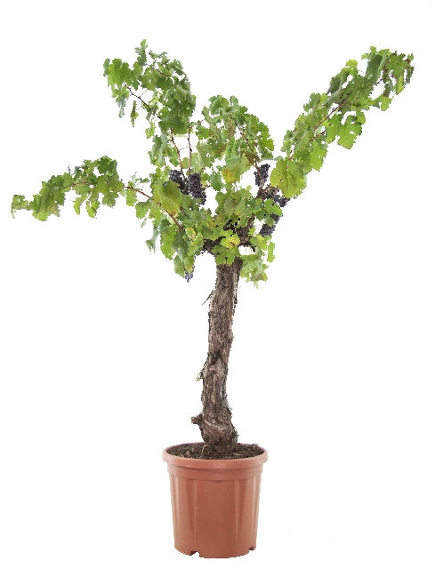 Bilde av Vitis Vinifera-Spanne Plantesalg