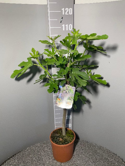 Bilde av Ficus Carica Bornholm Str 22Cm-Spanne Plantesalg