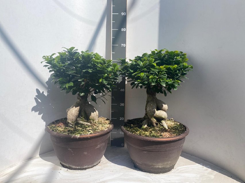 Bilde av Ficus Microcarpa Ginseng Str 35Cm-Spanne Plantesalg