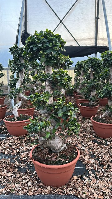 Bilde av Ficus Microcarpa Ginseng Str 25Cm+-Spanne Plantesalg