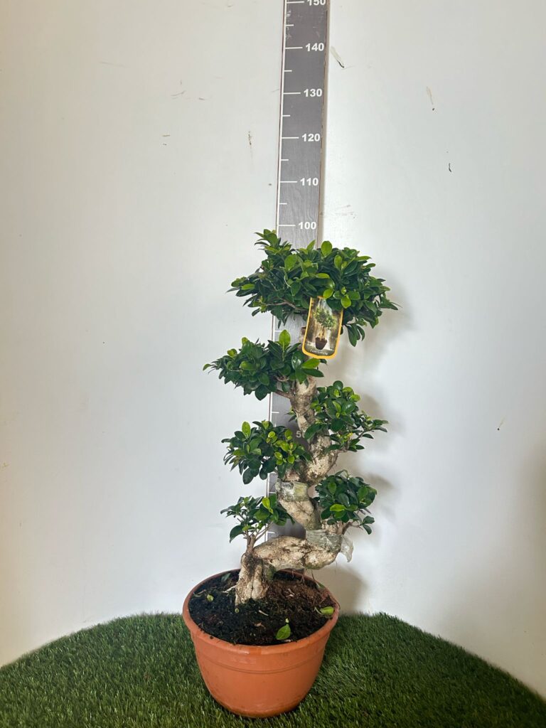 Bilde av Ficus Microcarpa Ginseng Str 35Cm+-Spanne Plantesalg
