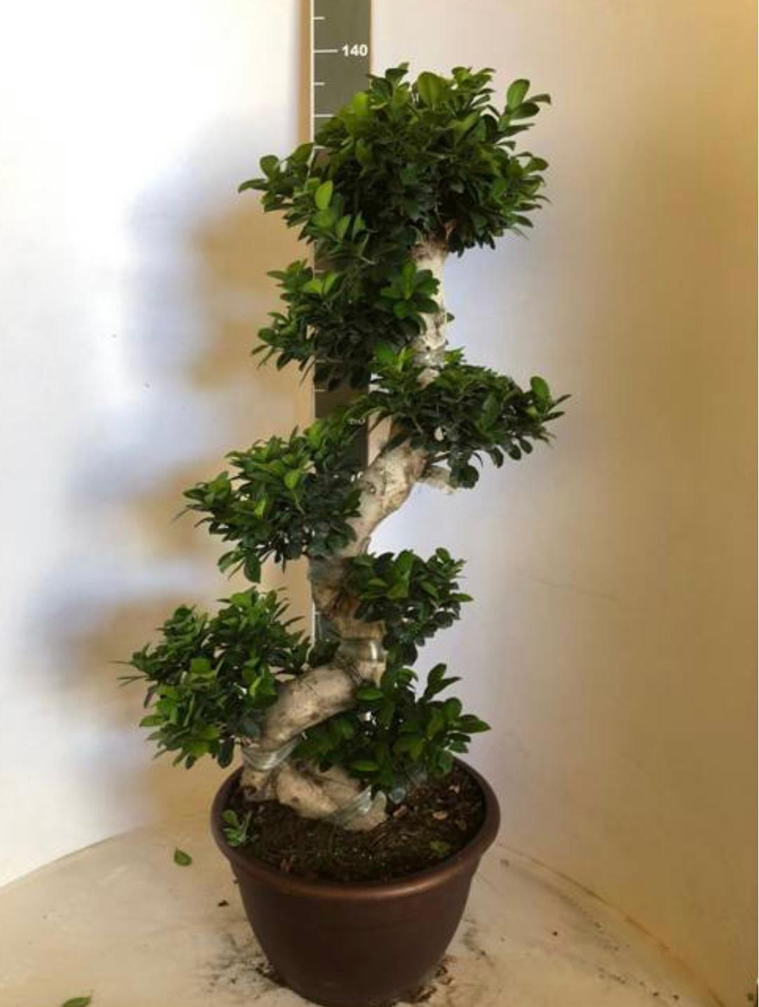 Bilde av Ficus Microcarpa Ginseng Str 40Cm-Spanne Plantesalg