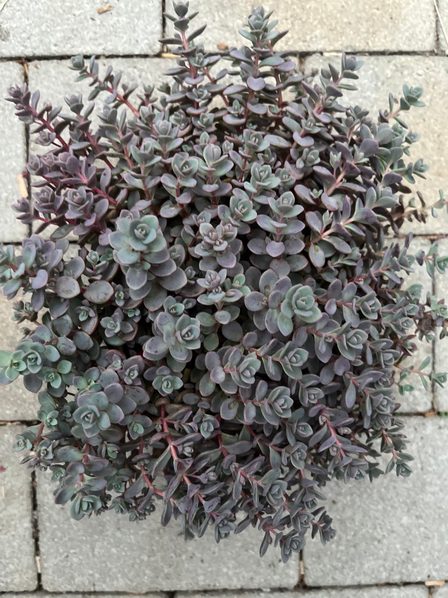 Bilde av Sedum cauticola 'Pink'-Spanne Plantesalg