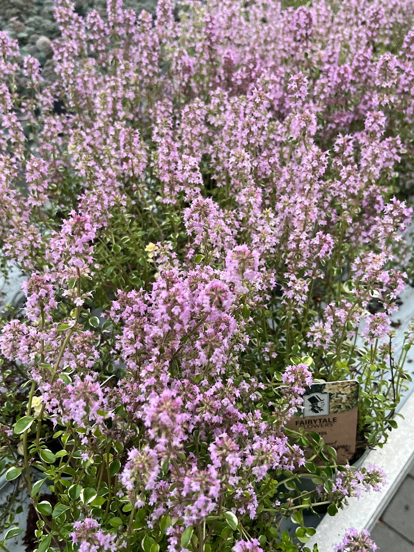 Bilde av Thymus puleg. 'Foxley'-Spanne Plantesalg