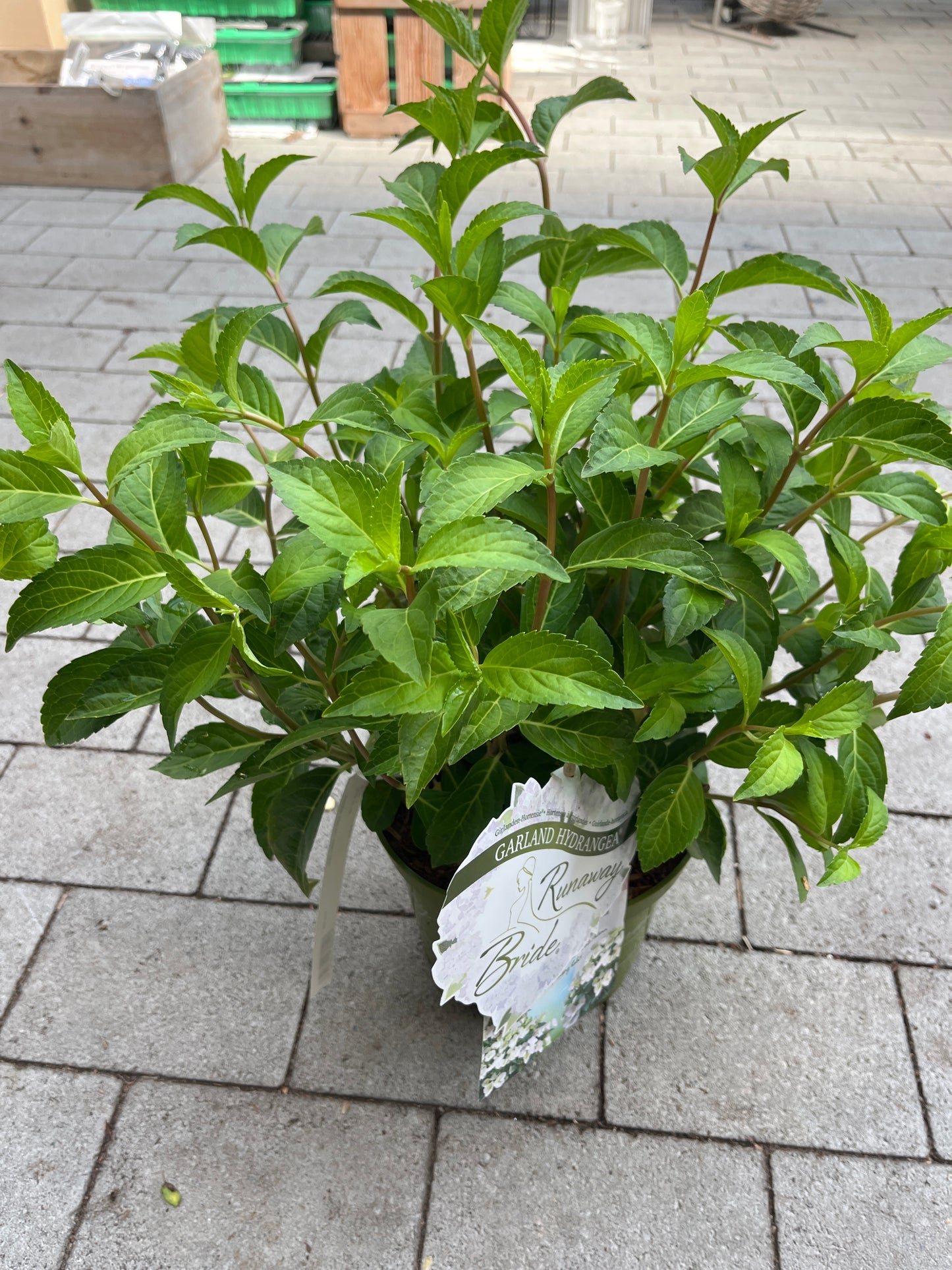 Bilde av Hydrangea Runaway Bride-Spanne Plantesalg