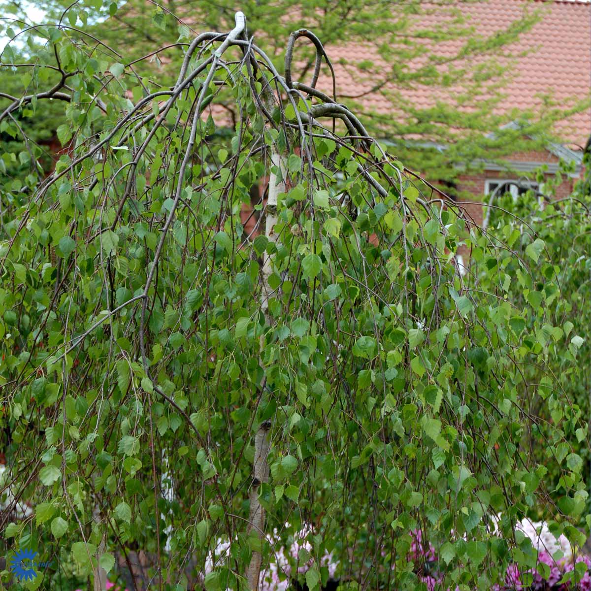 Bilde av Betula p. 'Youngii'-Spanne Plantesalg