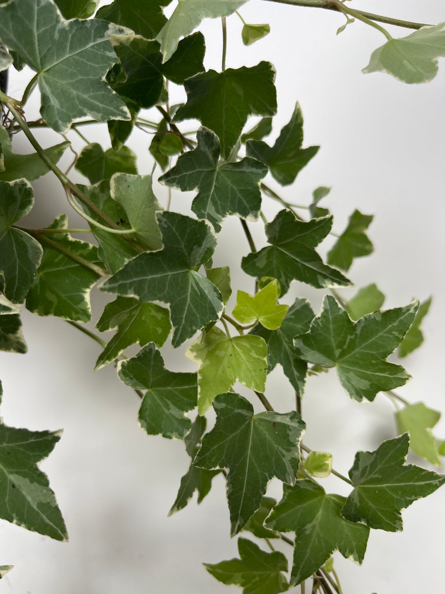 Bilde av EFØY BROKET-Spanne Plantesalg