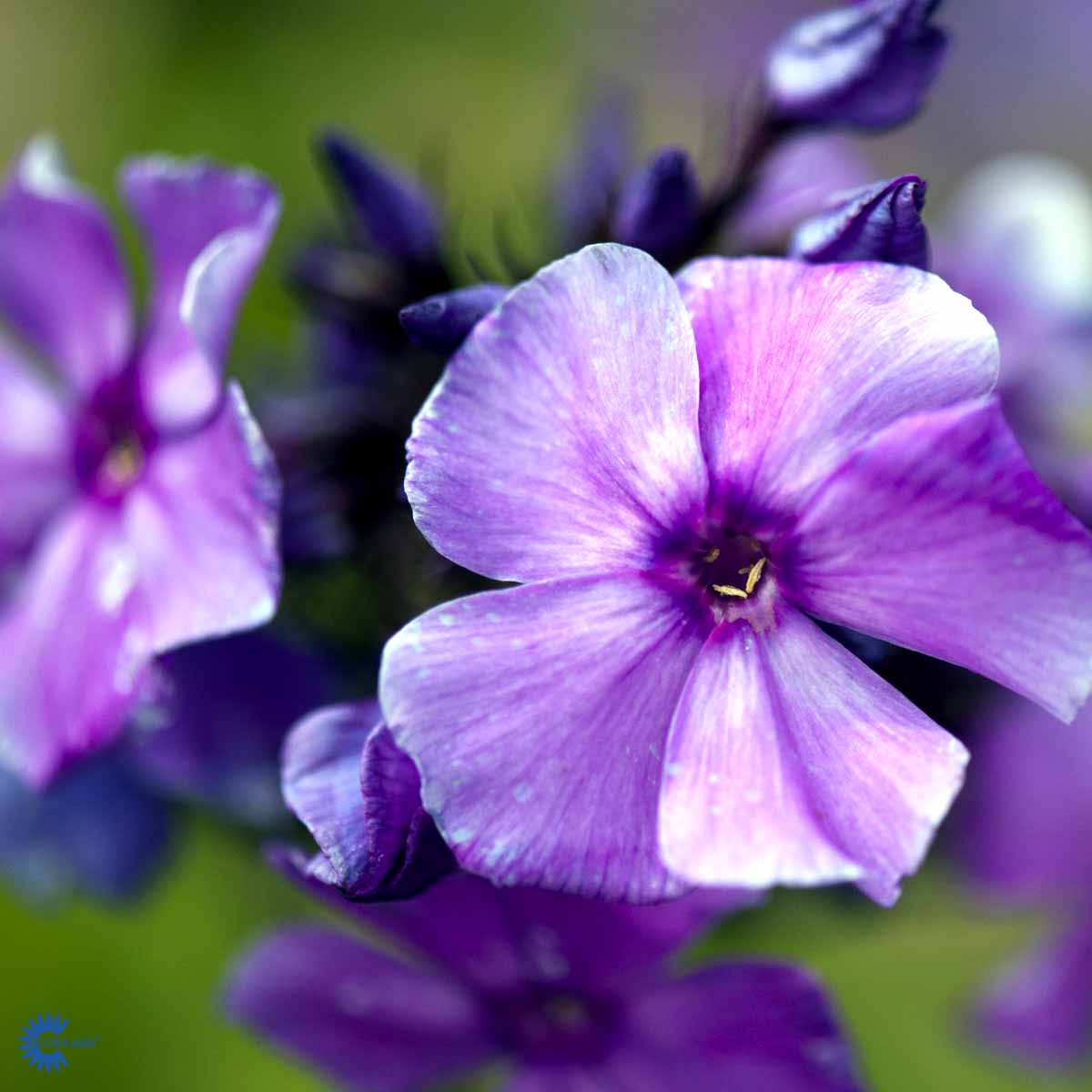 Bilde av Phlox (P) 'Blue Paradise'-Spanne Plantesalg