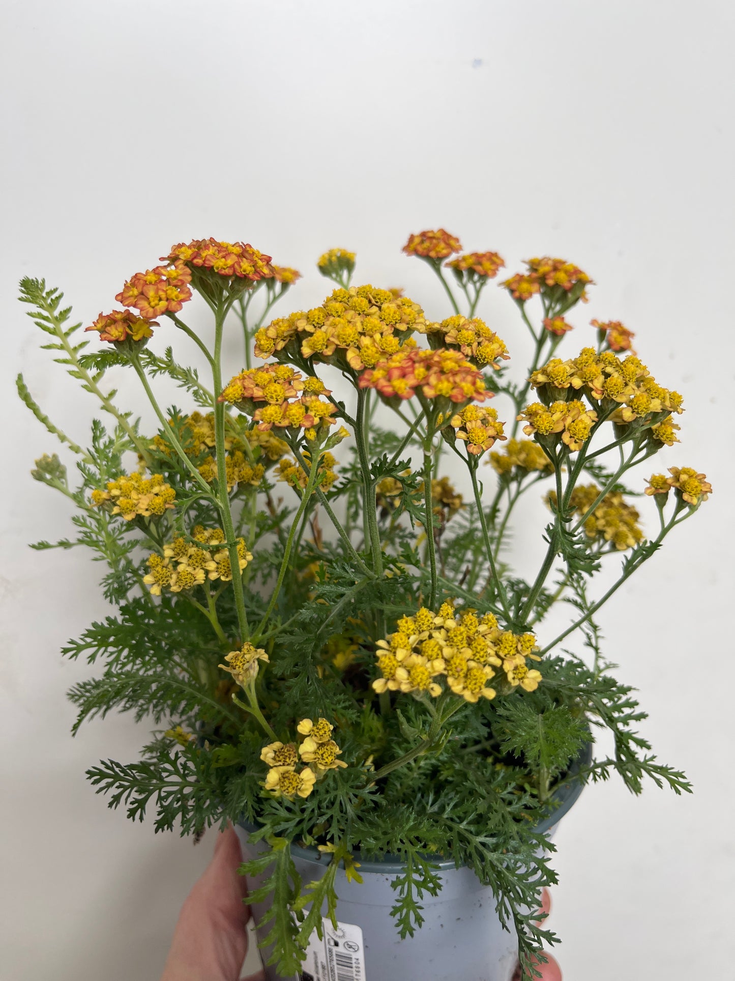 Bilde av Achillea 'Terracotta'-Spanne Plantesalg