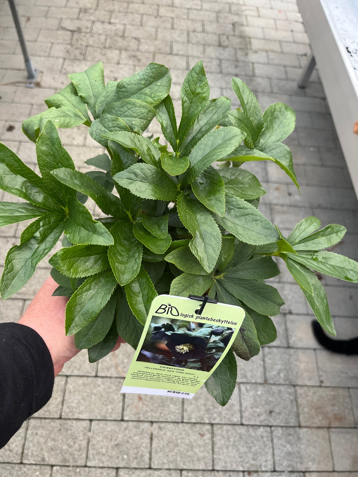 Bilde av HELLEBORUS 'NEW YORK NIGHT'-Spanne Plantesalg