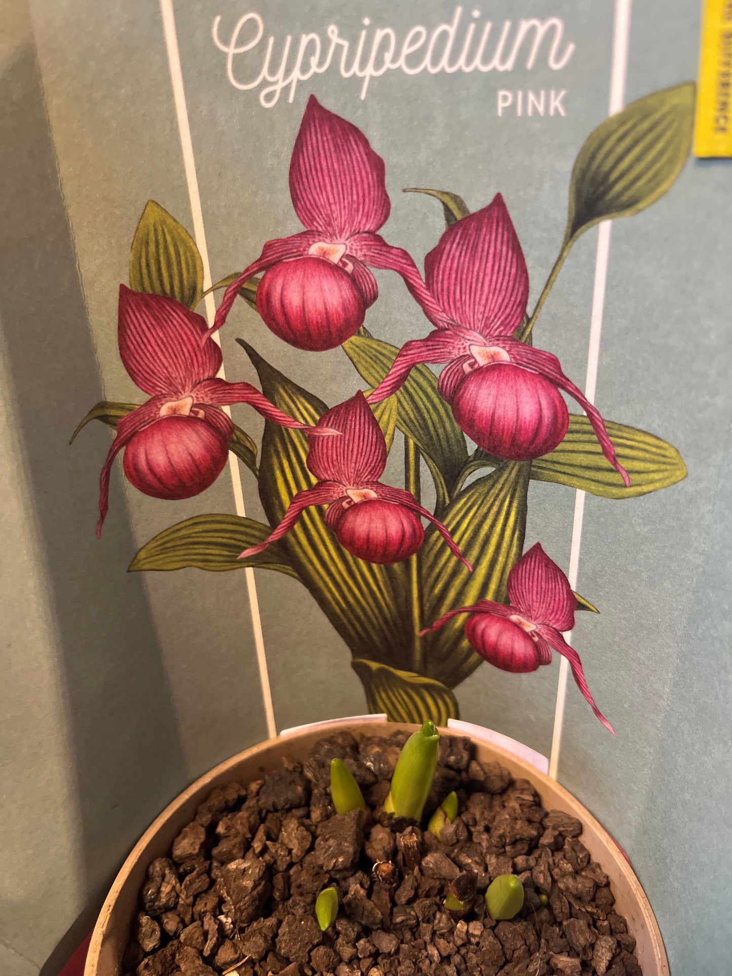 Bilde av Cypripedium Garden Orchids 6+ pink-Spanne Plantesalg
