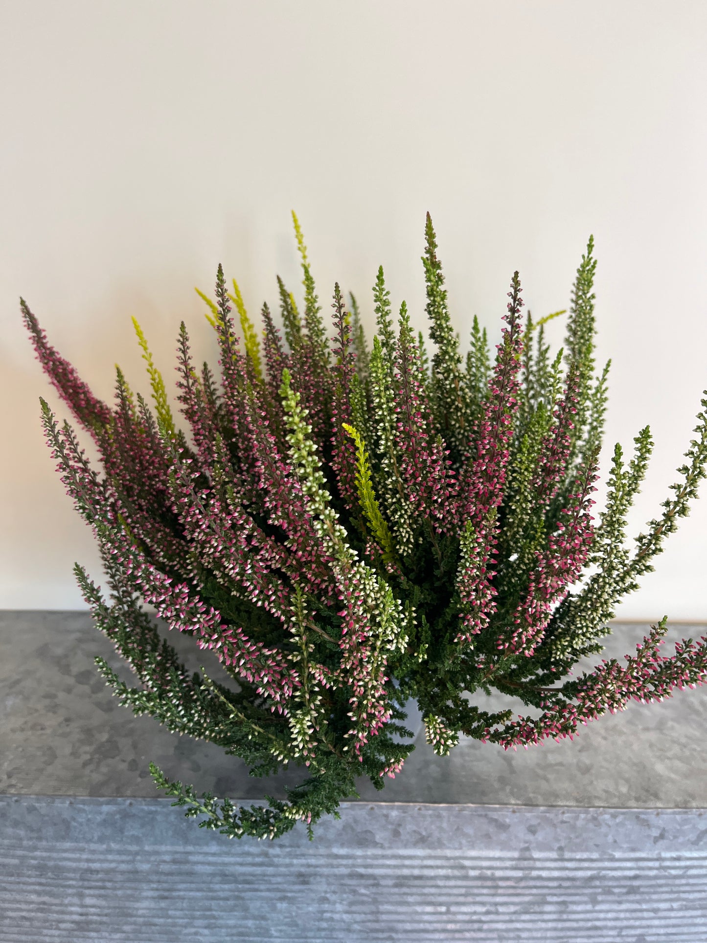 Bilde av Calluna vulgaris Beauty Ladies Quatro-Spanne Plantesalg