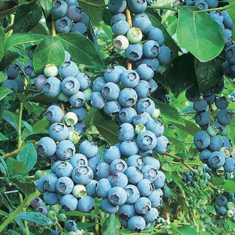 Bilde av Blåbær Nortblue-Spanne Plantesalg