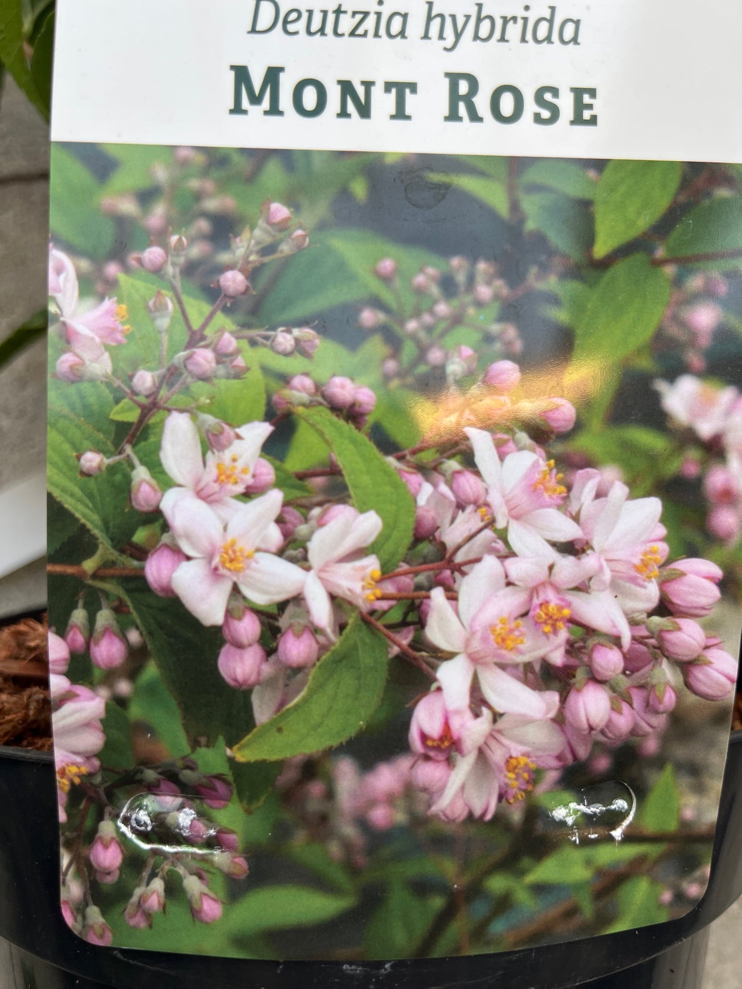 Bilde av Deutzia hybrida 'Mont Rose'-Spanne Plantesalg
