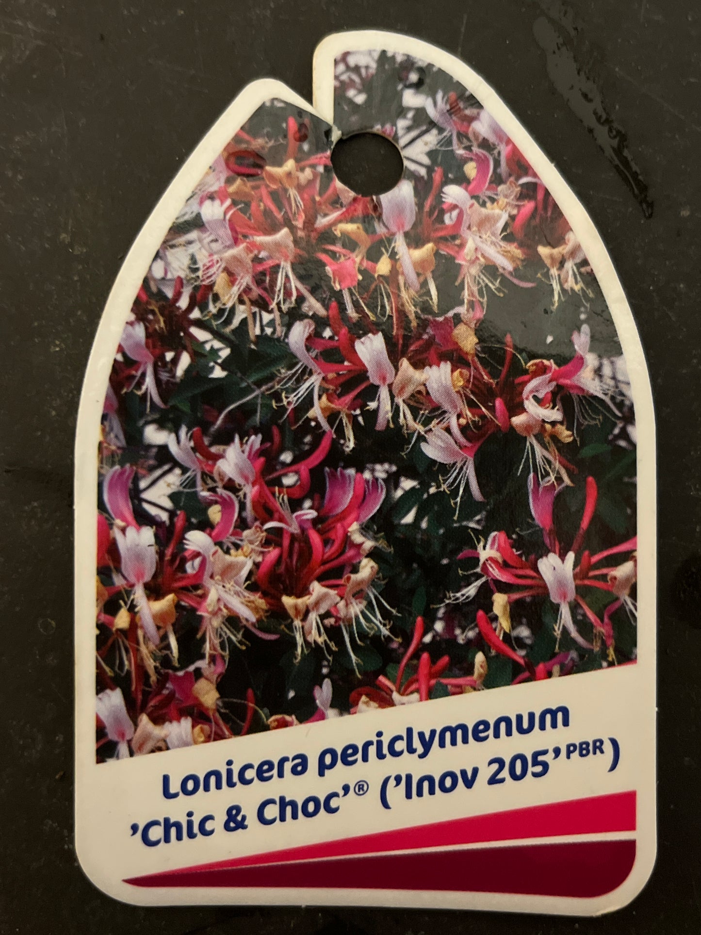 Bilde av Lonicera periclymenum Chic & Choc-Spanne Plantesalg