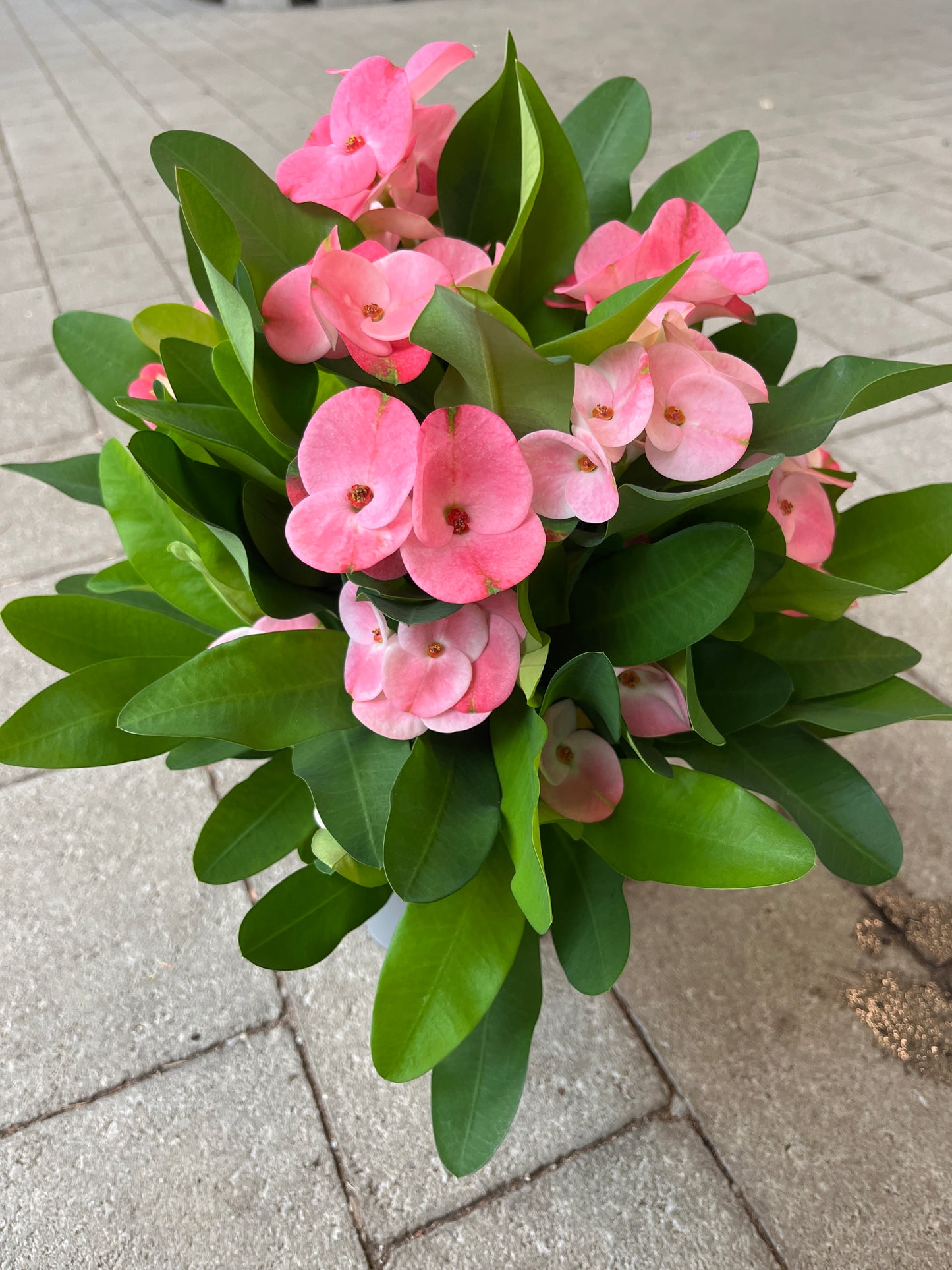 Bilde av EUPHORBIA MILII ROSA-Spanne Plantesalg