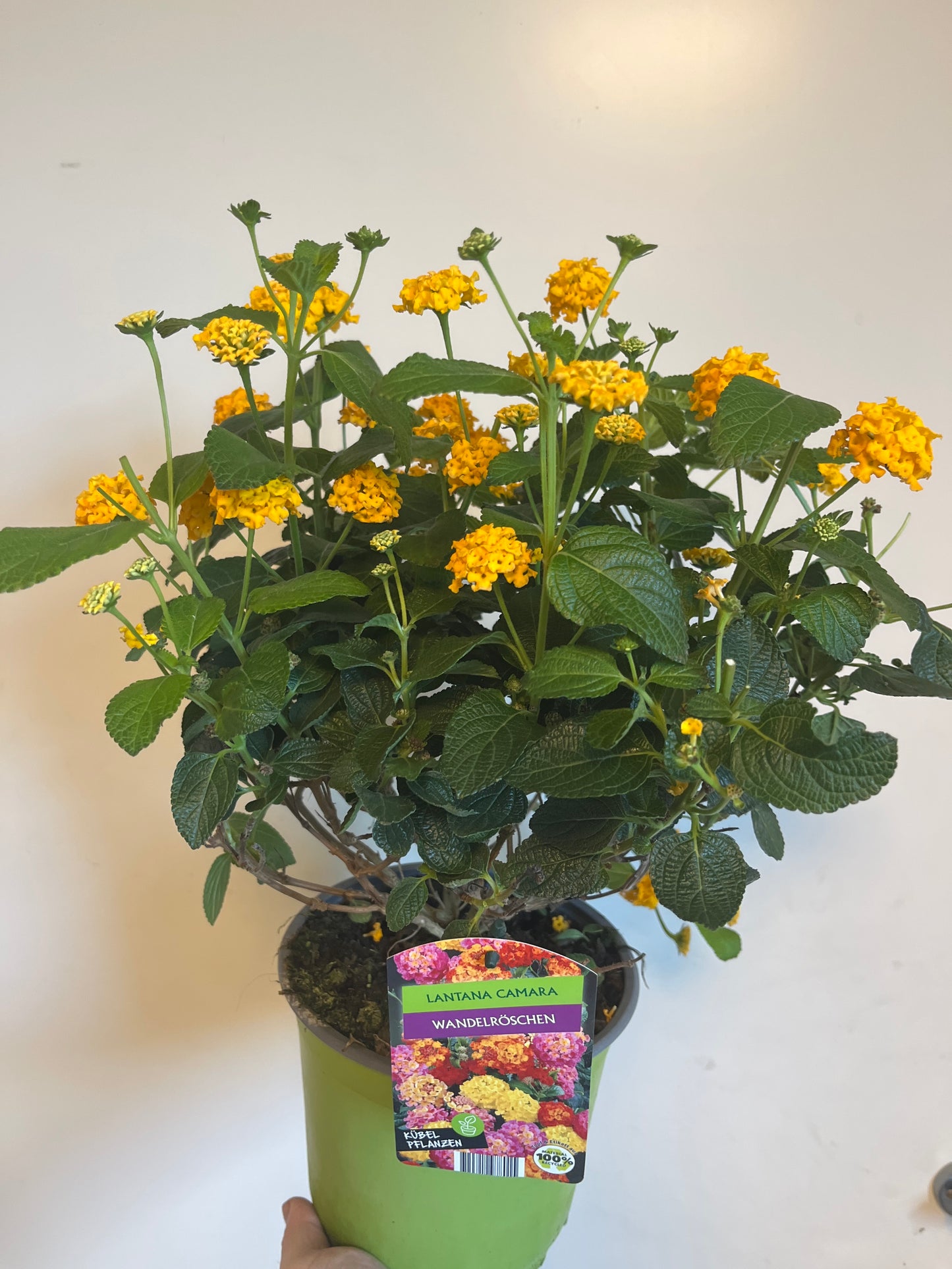 Bilde av Lantana camara-Spanne Plantesalg