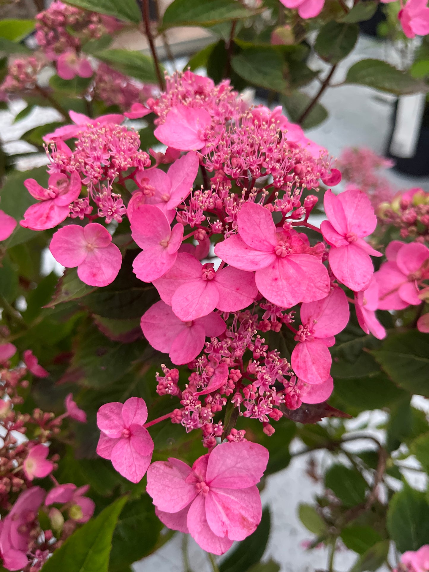 Bilde av Hydrangea serrata Magic Pillow-Spanne Plantesalg