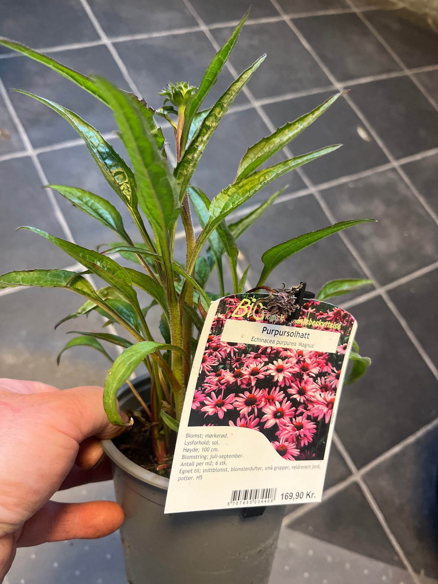 Bilde av ECHINACEA P. 'Magnus'-Spanne Plantesalg