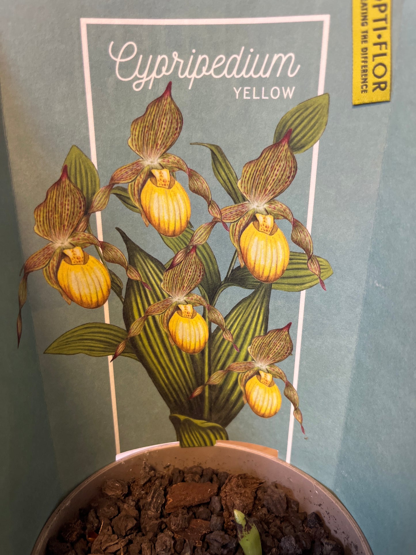 Bilde av Cypripedium Garden Orchids 6+ pink-Spanne Plantesalg
